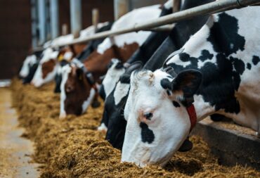 Benefits of converting food waste to animal feed.