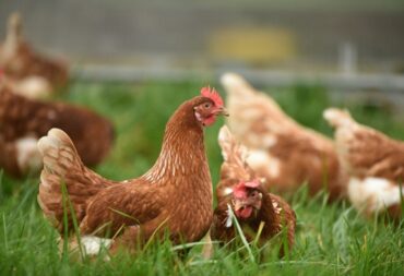 chickens reduce food waste