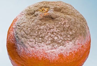 can moldy food be composted