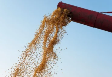 Feedstock for biofuel feature image