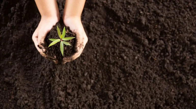 Biochar vs. Charcoal feature image